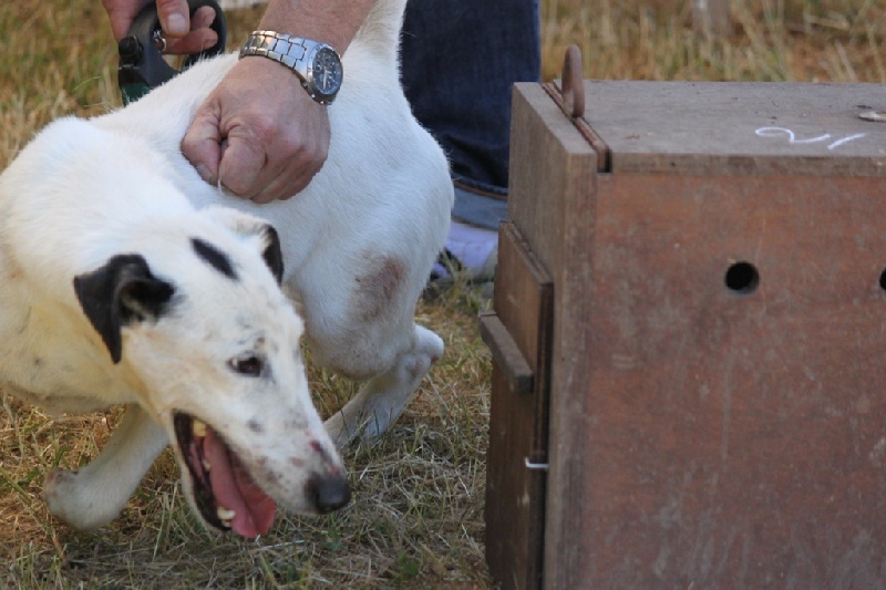 Belfox Folk dit milou - 82/150 points - classe ouverte (contact)