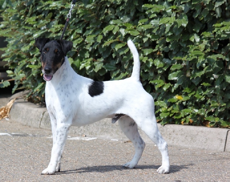 CH. Graindebeauté dit goupil du Manoir Saint Adrien - 3 rd Class Open Dog