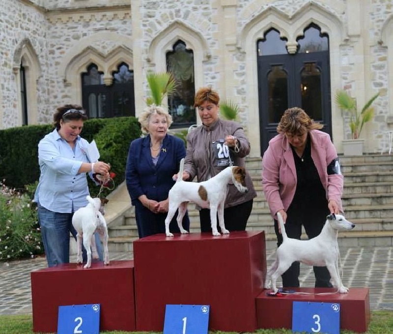CH. Indian spirit du Manoir Saint Adrien - 1er excellent CACS en classe intermédiaire femelle