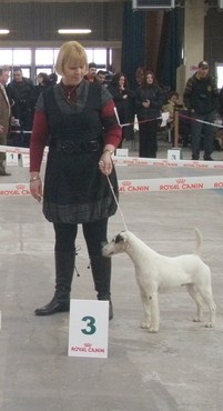 Belfox Folk dit milou - 3ème excellent