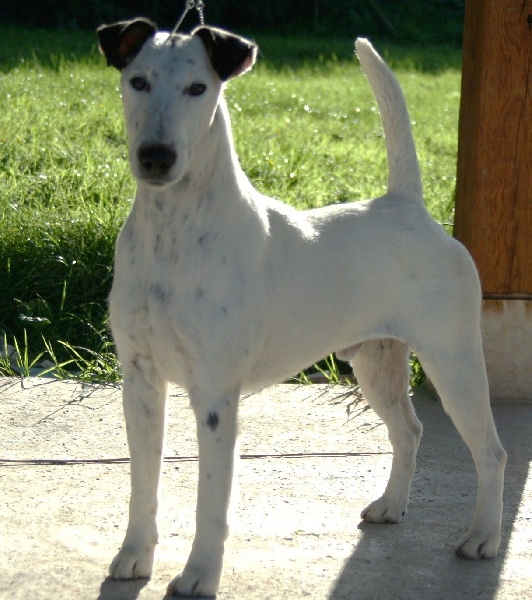 Belfox Folk dit milou - Excellent en classe travail mâle