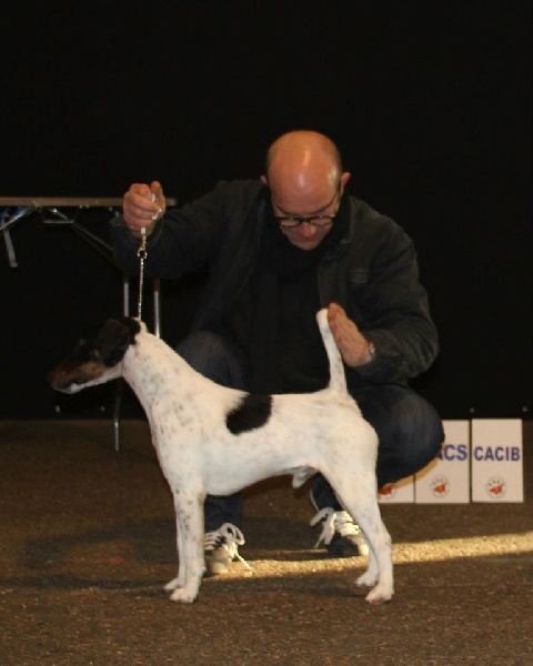 CH. Graindebeauté dit goupil du Manoir Saint Adrien - 1er excellent CACS/CACIB MEILLEUR DE RACE