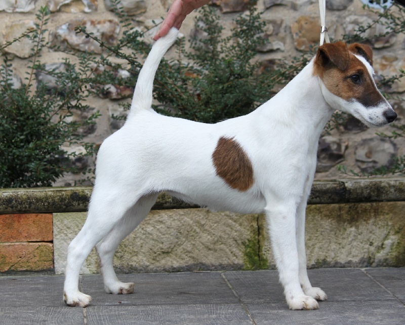 CH. Indian spirit du Manoir Saint Adrien - 1ère Très Prometteur en classe Puppy femelle