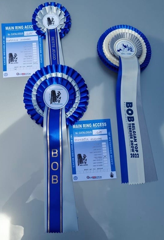 CH. Sissou du Manoir Saint Adrien - 1er EXC - MEILLEUR JEUNE - BOJ - MEILLEUR DE RACE - BOB