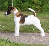 Spirit dit henri du Manoir Saint Adrien - 1st Class Minor Puppy Dog - BEST PUPPY DOG et RESERVE BEST PUPPY