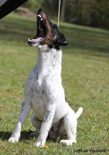 CH. Graindebeauté dit goupil du Manoir Saint Adrien - 3 rd en class Open Dog