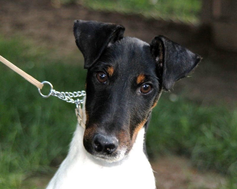 CH. Fantastic du Manoir Saint Adrien - 1er exceptionnel