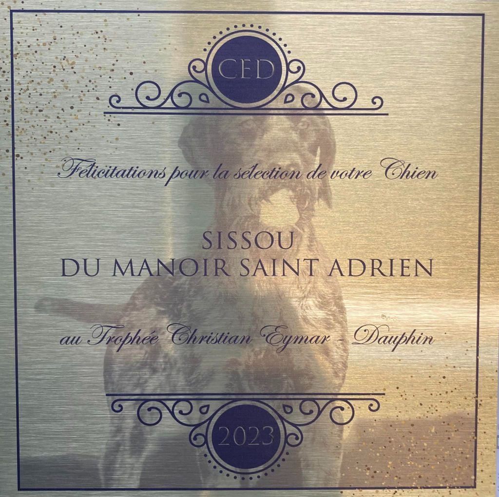 CH. Sissou du Manoir Saint Adrien - CH SISSOU DU MANOIR SAINT ADRIEN - SELECTIONNEE