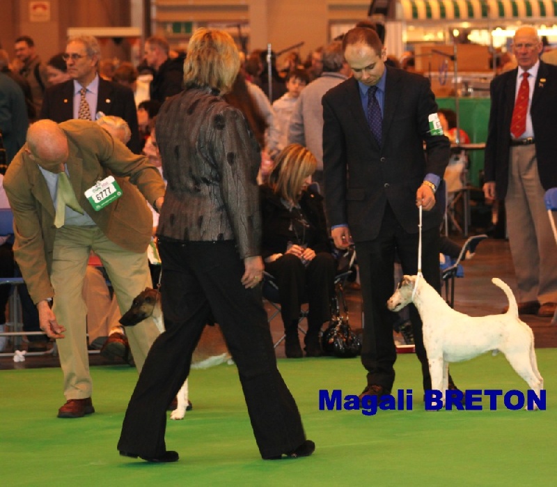 Belfox Folk dit milou - 5ème