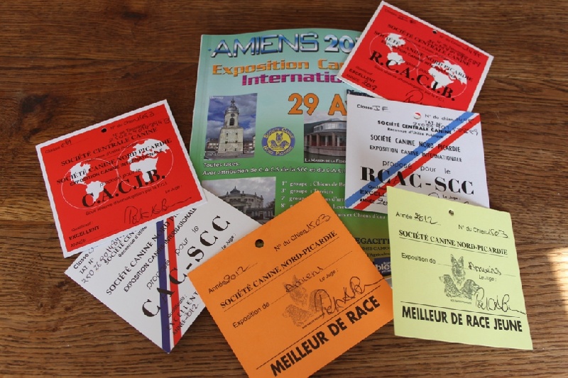 CH. Fantastic du Manoir Saint Adrien - 1er excellent - CACS/CACIB en classe ouverte mâle