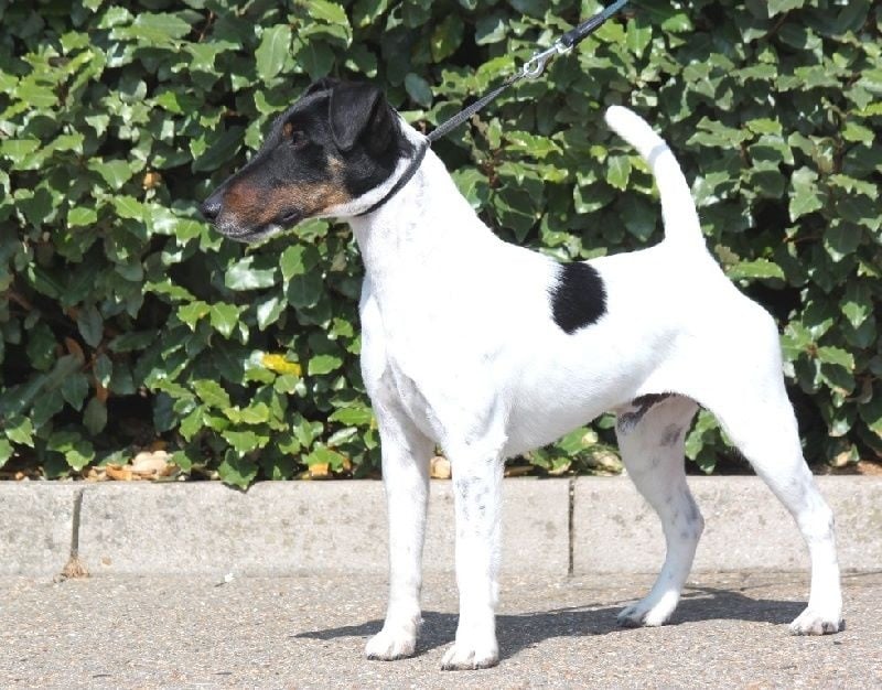 CH. Graindebeauté dit goupil du Manoir Saint Adrien - 5 VHC class Open Dog