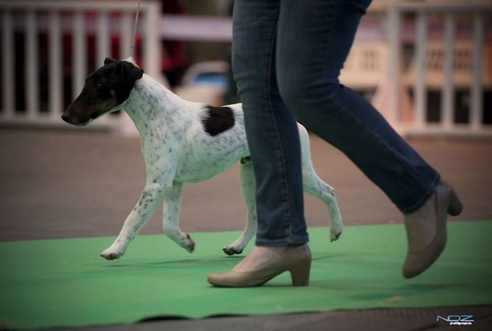 CH. Graindebeauté dit goupil du Manoir Saint Adrien - 1er excellent CACS/CACIB MEILLEUR DE RACE - Champion 2013