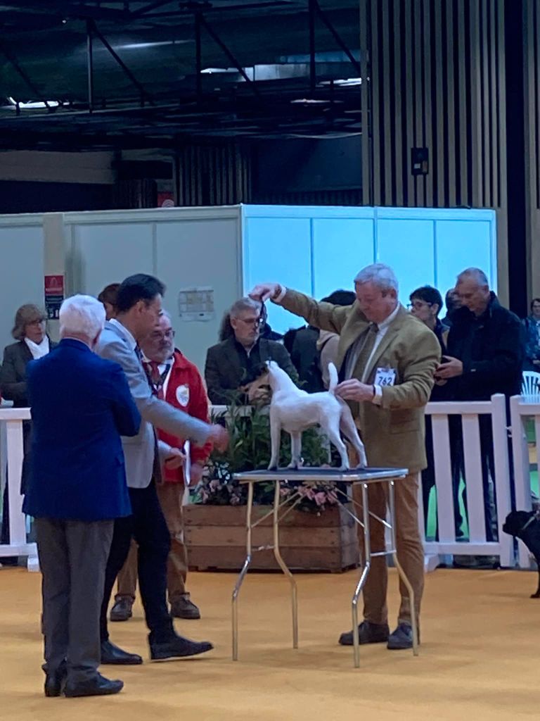 CH. Sissou du Manoir Saint Adrien - SISSOU QUALIFIEE POUR MEILLEUR CHIEN TRAVAIL