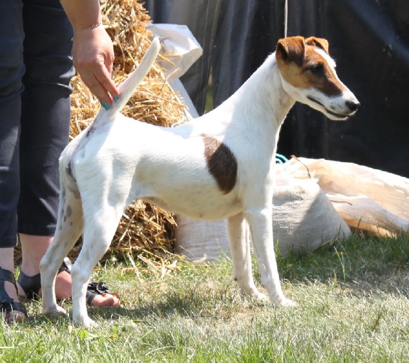 CH. Indian spirit du Manoir Saint Adrien - VDH RES CAC 2ème Excellent en classe Champion Femelle