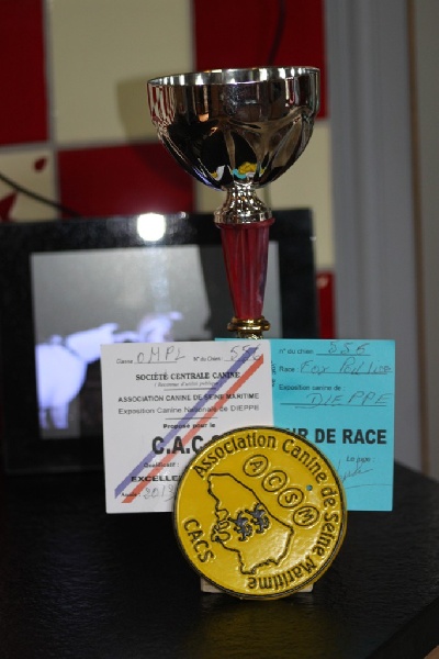 CH. Graindebeauté dit goupil du Manoir Saint Adrien - 1er excellent CACS MEILLEUR DE RACE