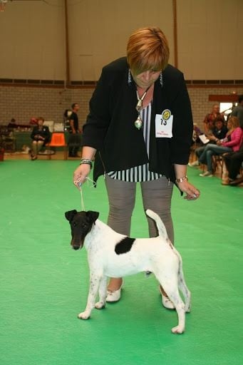 CH. Graindebeauté dit goupil du Manoir Saint Adrien - 1er EXC+ de la classe champion mâle