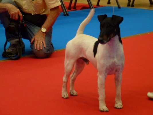 CH. Fantastic du Manoir Saint Adrien - Excellent en classe intermédiaire mâle