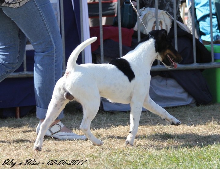 CH. Fantastic du Manoir Saint Adrien - 1er excellent CACS - MEILLEUR DE RACE