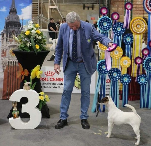 CH. Sissou du Manoir Saint Adrien - 1er EXC CACS - MEILLEUR DE RACE