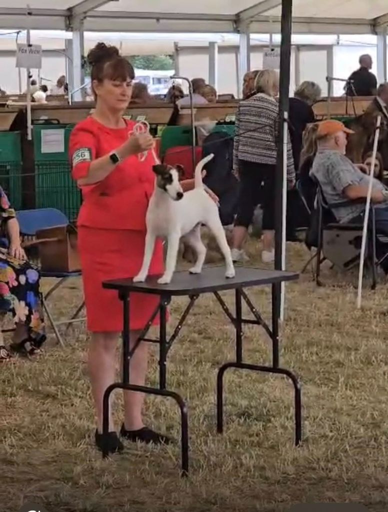 Velvet du Manoir Saint Adrien - 2nd Class Puppy Bitch