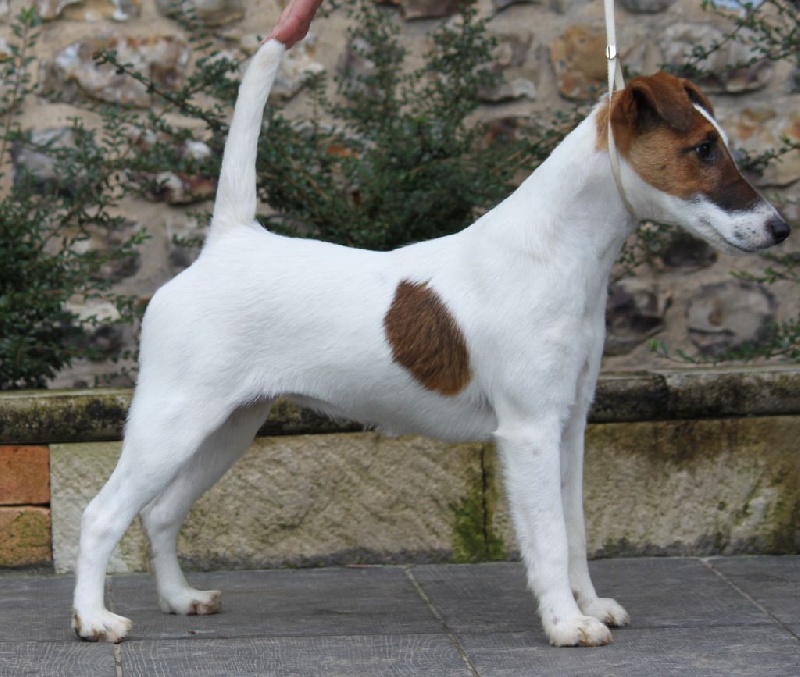 CH. Indian spirit du Manoir Saint Adrien - Excellent + 98/100 points