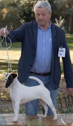 CH. Sissou du Manoir Saint Adrien - Class Open Dog NC