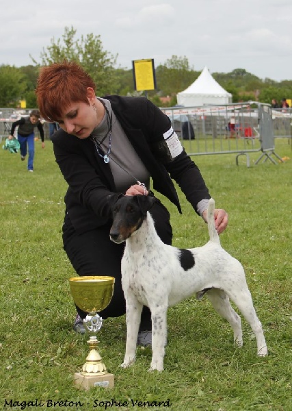 CH. Graindebeauté dit goupil du Manoir Saint Adrien - 1er excellent CACS - MEILLEUR DE RACE