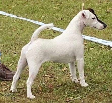 CH. Sissou du Manoir Saint Adrien - 1er EXC+ MEILLEUR JEUNE PL 91.50/100 points en classe Jeune Femelle