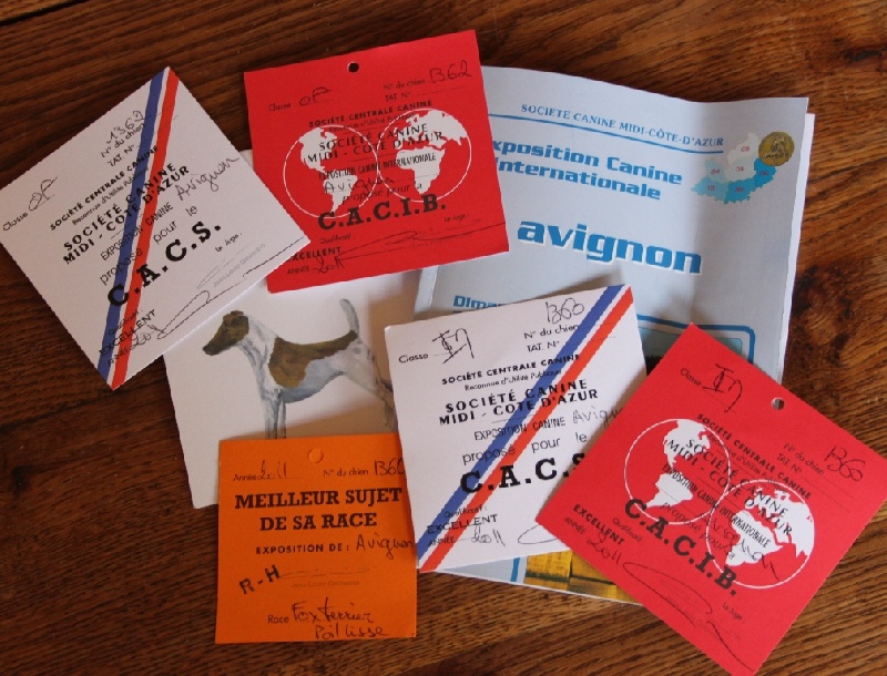 CH. Fantastic du Manoir Saint Adrien - 1er excellent CACS CACIB - MEILLEUR DE RACE, classe intermédiaire