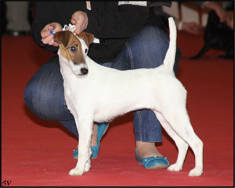 CH. Indian spirit du Manoir Saint Adrien - 1er ex MEILLEUR JEUNE - MEILLEUR DE SEXE OPPOSE