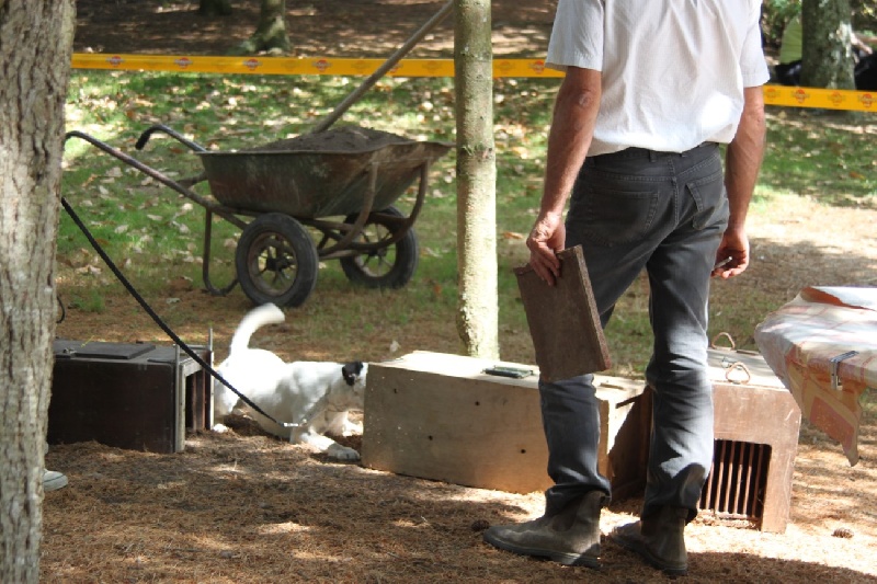 Belfox Folk dit milou - 103/150 points 3ème très bon