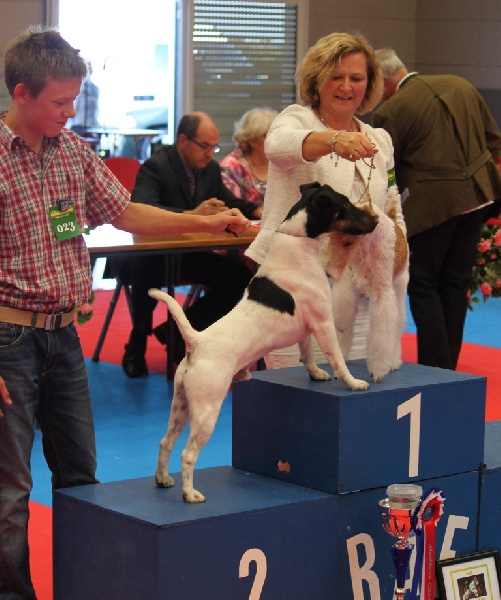 CH. Fantastic du Manoir Saint Adrien - Excellent +