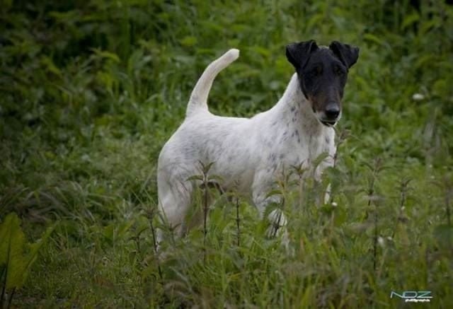 CH. Graindebeauté dit goupil du Manoir Saint Adrien - 2nd class Open Dog