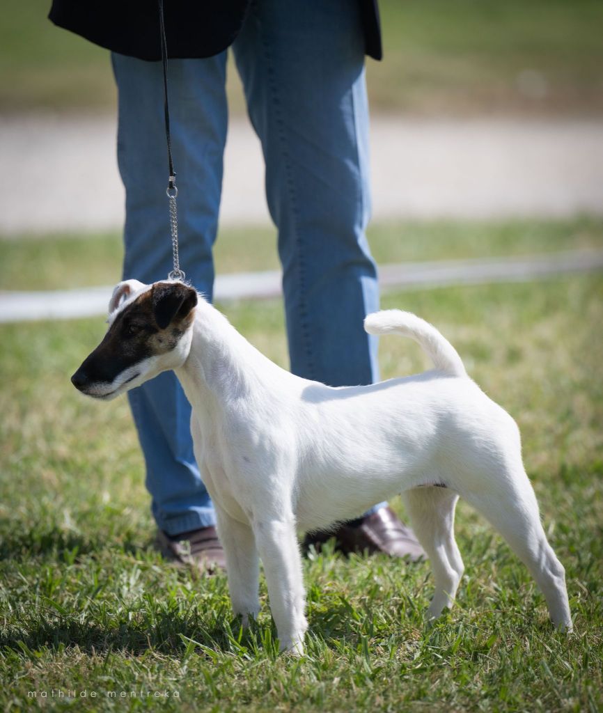CH. Sissou du Manoir Saint Adrien - 1er EXC - CAC/CACIB - BOB - MEILLEUR DE RACE