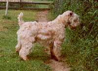 Étalon Irish Soft Coated Wheaten Terrier - Harbella harper (Sans Affixe)
