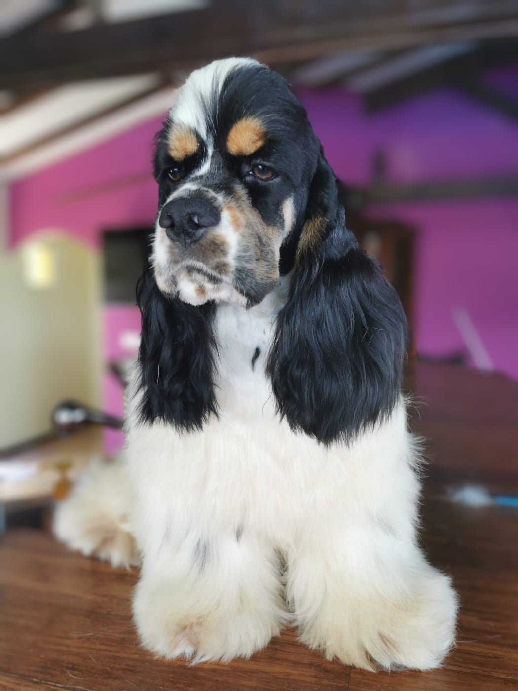 Socrate Madinina Of Anamericha Color Dream's