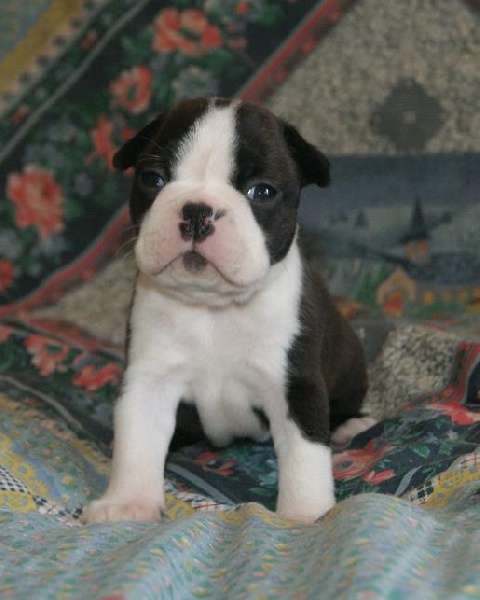 I'm joy de Milantosa