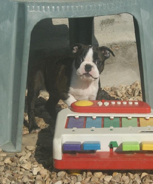 I'm joy de Milantosa