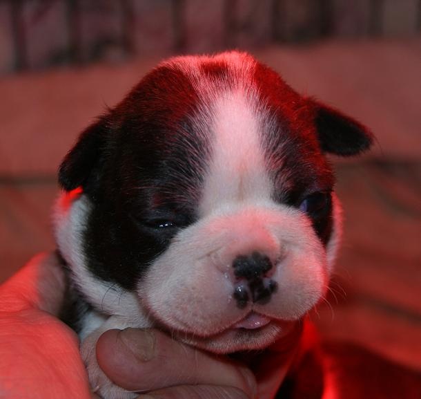 I'm joy de Milantosa