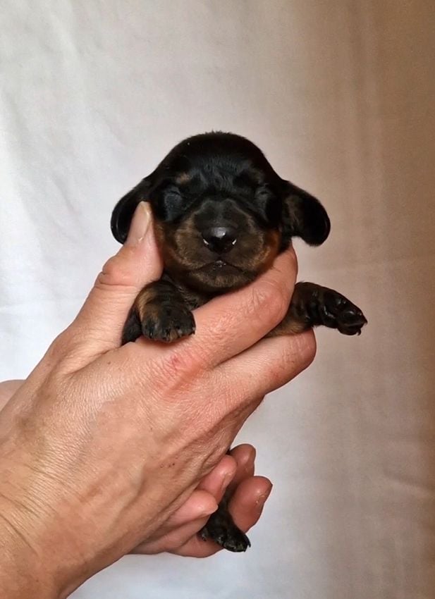 CHIOT Femelle N°3 - Teckel poil ras