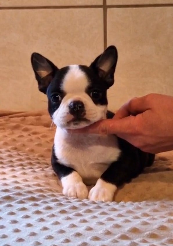 Boston Terrier - de Milantosa