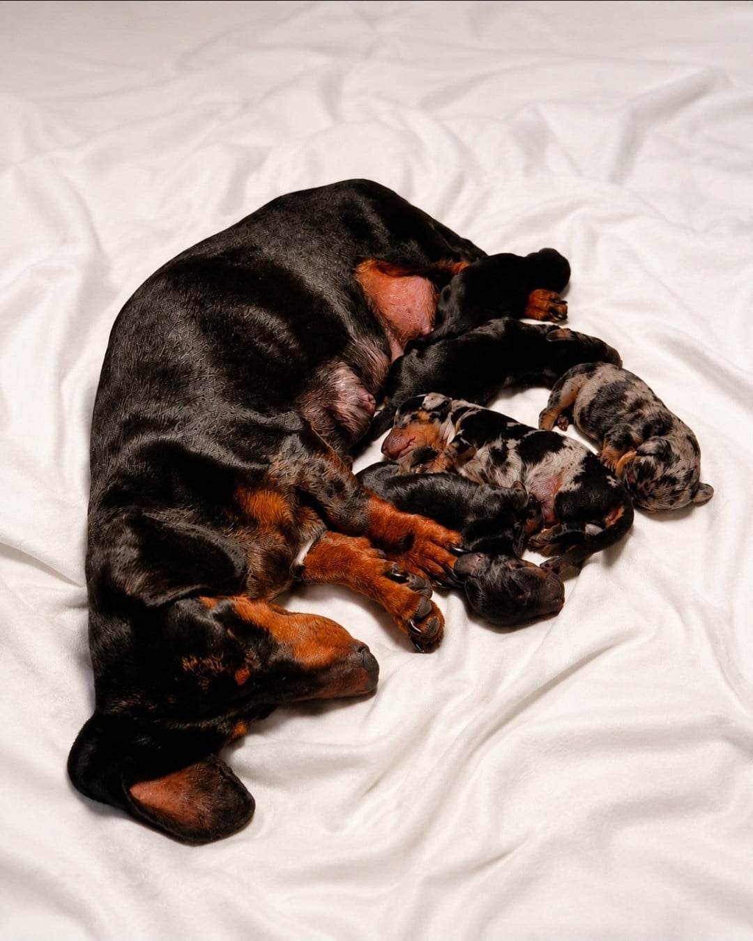 Chiot N°1 - Teckel poil ras