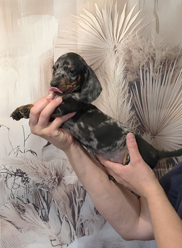Chiot Femelle N°1