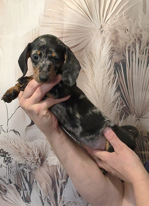 Chiot Femelle N°1