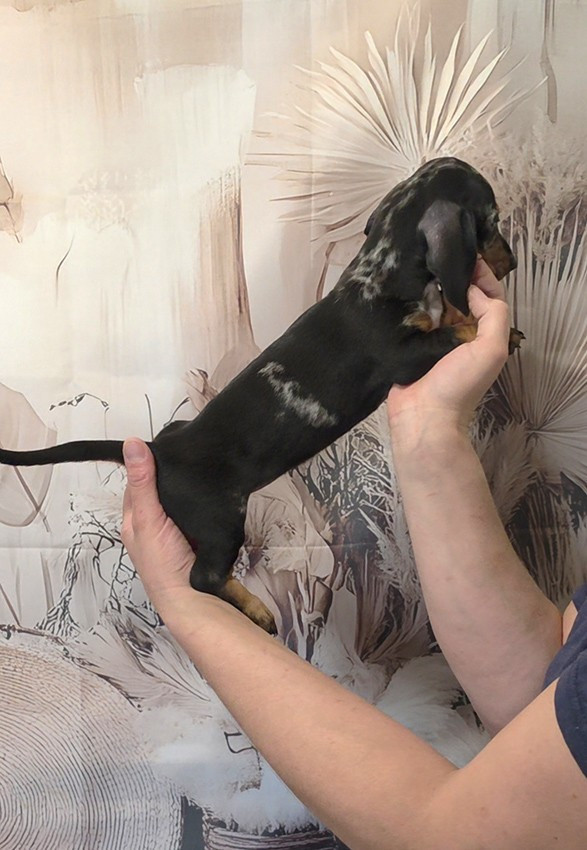 Chiot Femelle N°1