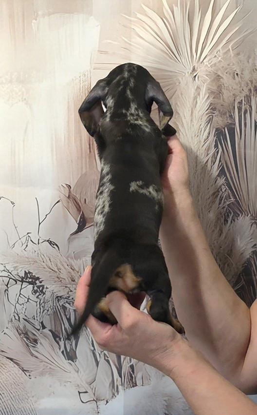 Chiot Femelle N°1