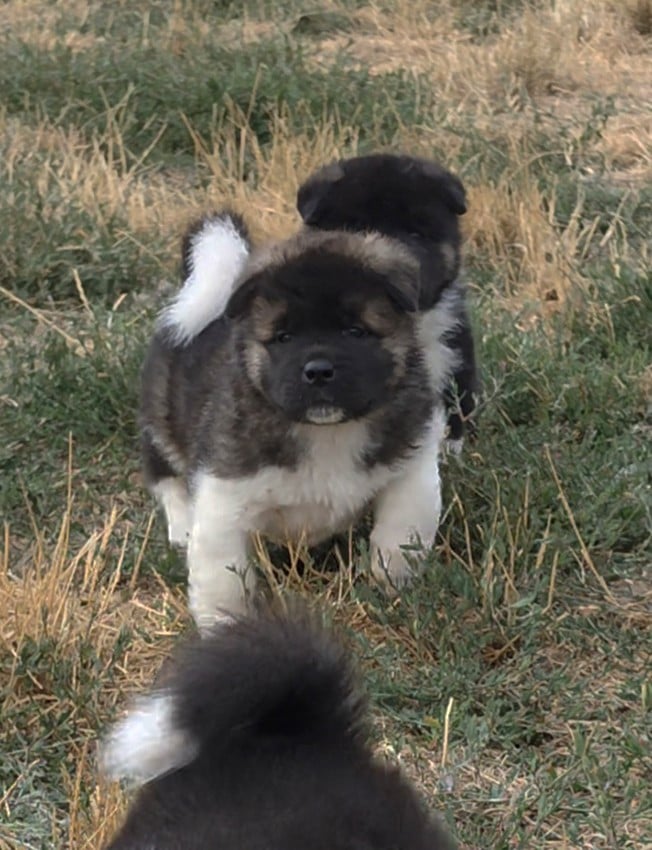 Chiot Mâle N°1