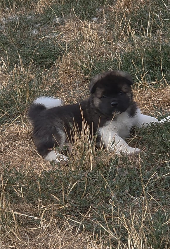 Chiot Mâle N°1