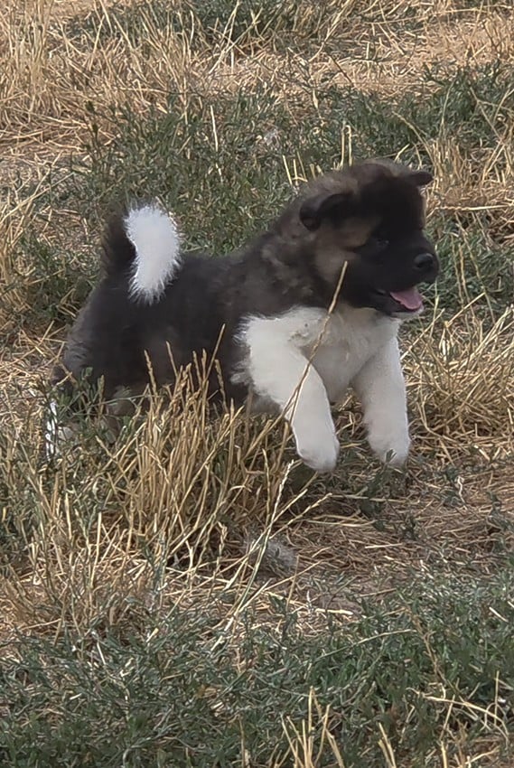 Chiot Mâle N°1
