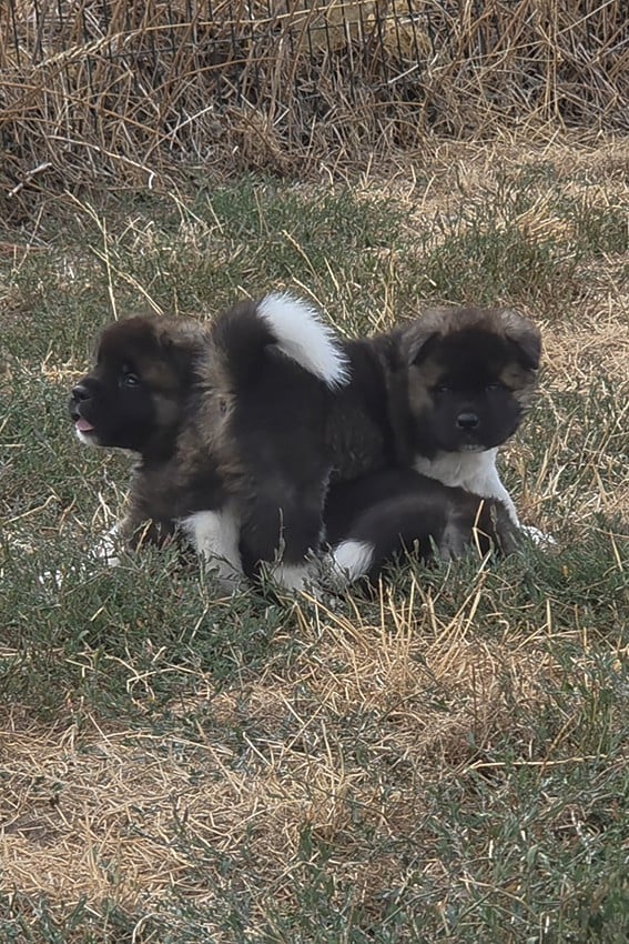 Chiot Mâle N°1